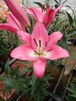 [5197 Brusago VH No01.JPG]